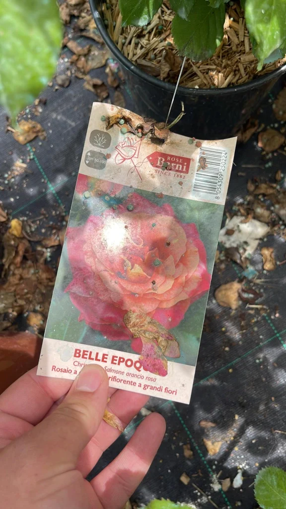 BELLE EPOQUE rosa cespuglio - Pianta di fiore fiori Foto Reali - Image 3