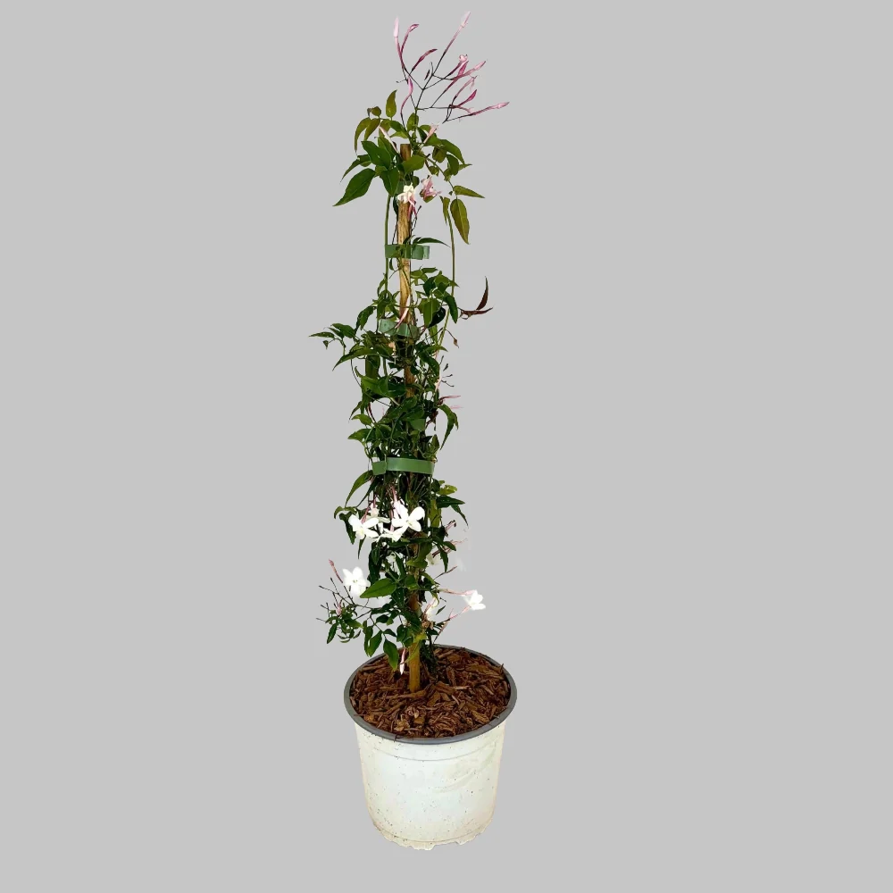 Pianta di GELSOMINO POLIANTA Rampicante OFFICINALE PROFUMATO vaso 17 cm AMDGarden - Image 2